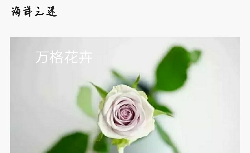 多款紫色系列玫瑰小苗批发零售