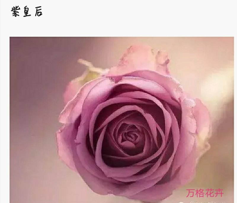 多款紫色系列玫瑰小苗批发零售