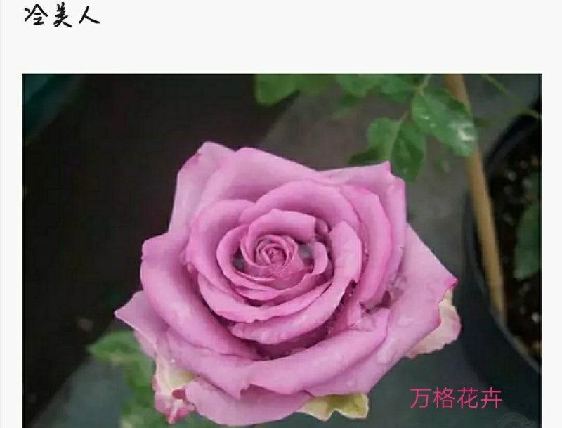 多款紫色系列玫瑰小苗批发零售