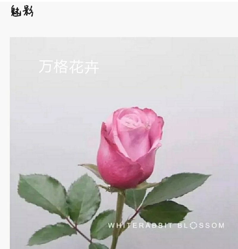 多款紫色系列玫瑰小苗批发零售