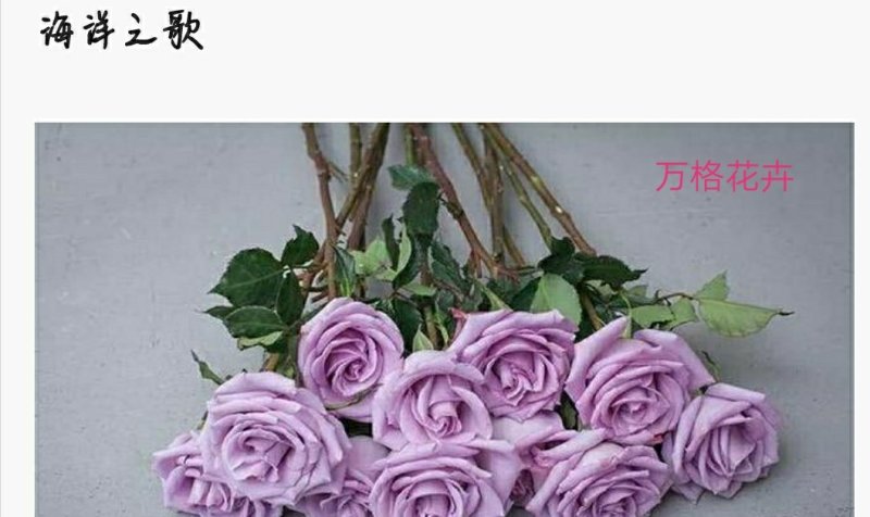 多款紫色系列玫瑰小苗批发零售