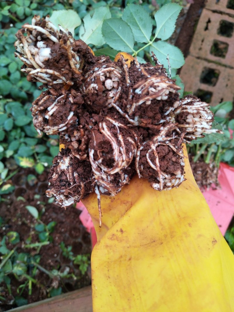 多款紫色系列玫瑰小苗批发零售
