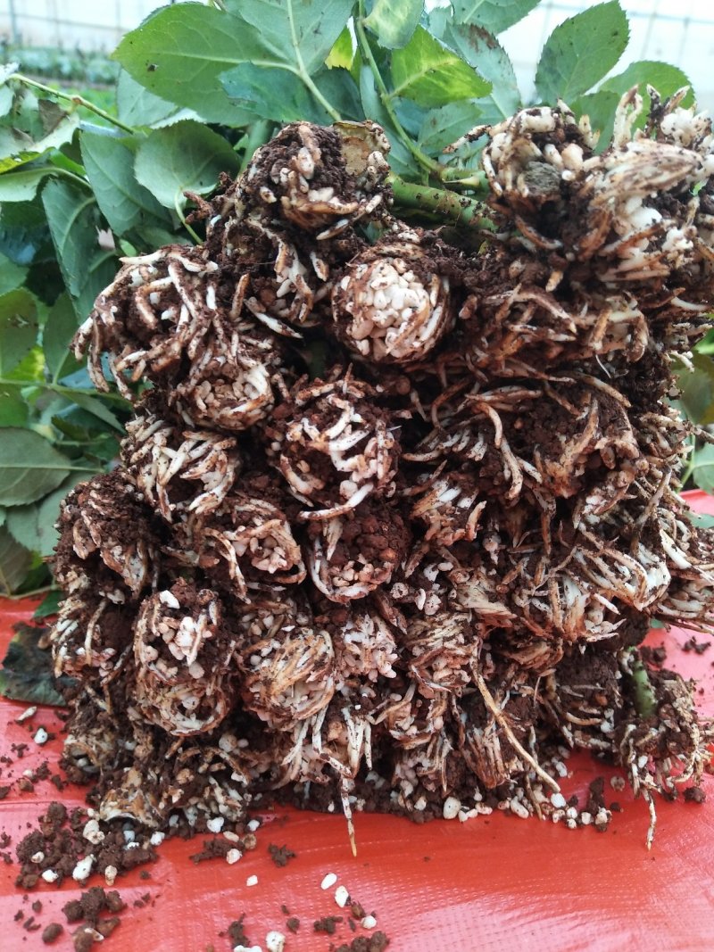 多款紫色系列玫瑰小苗批发零售