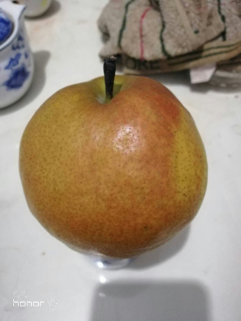 1-8公分梨树，现场起树装车，早酥红，全红，秋月，玉露香