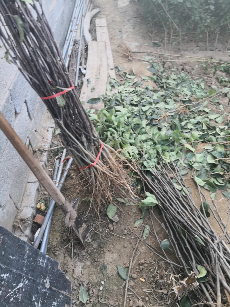 1-8公分梨树，现场起树装车，早酥红，全红，秋月，玉露香