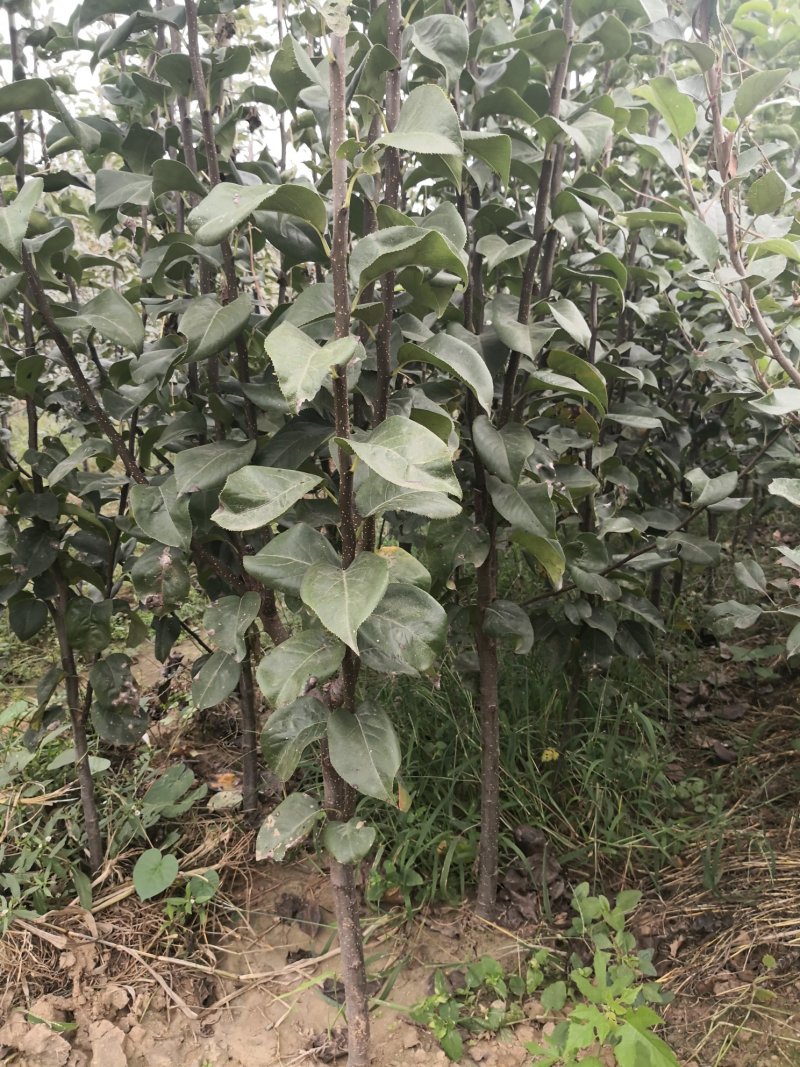 1-8公分梨树，现场起树装车，早酥红，全红，秋月，玉露香