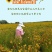 特级原产地新疆昆仑雪菊野生花茶血菊养生茶一件代发