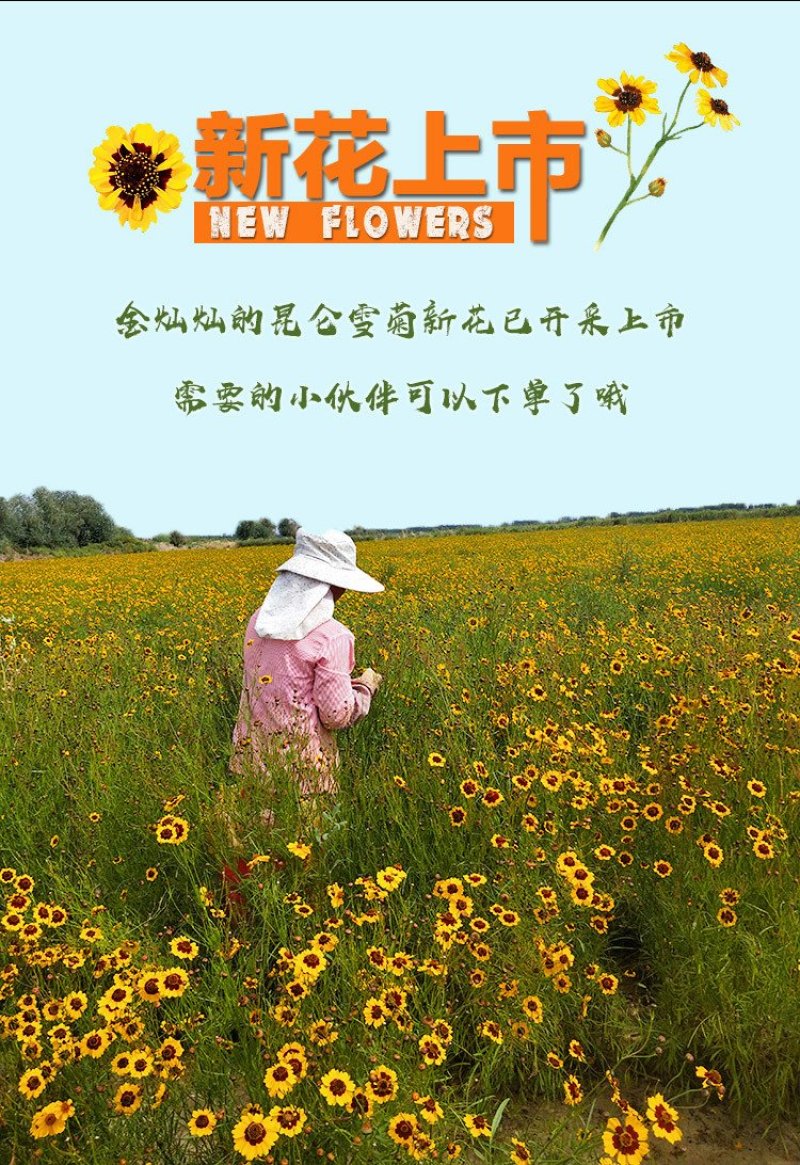 特级原产地新疆昆仑雪菊野生花茶血菊养生茶一件代发