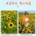 特级原产地新疆昆仑雪菊野生花茶血菊养生茶一件代发