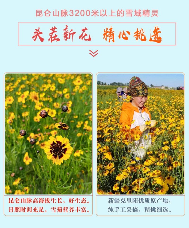 特级原产地新疆昆仑雪菊野生花茶血菊养生茶一件代发