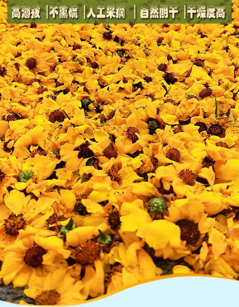 特级原产地新疆昆仑雪菊野生花茶血菊养生茶一件代发