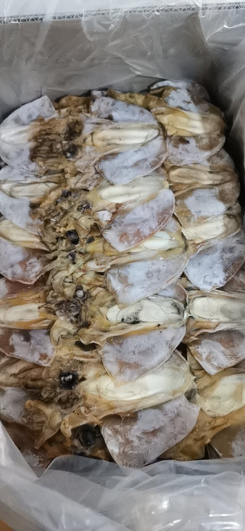 墨鱼，淡干大墨鱼