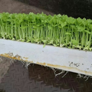 汉芹菜苗（杆绿色抗温抗寒）