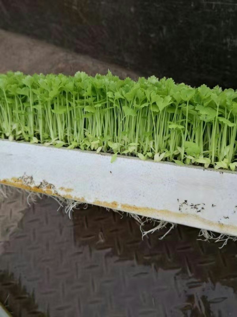 汉芹菜苗（杆绿色抗温抗寒）