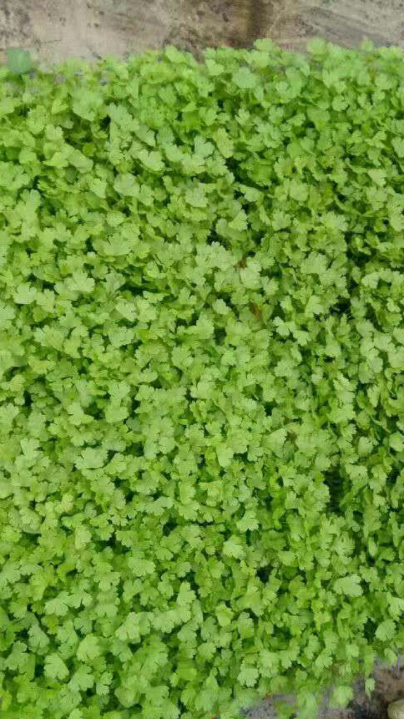 汉芹菜苗（杆绿色抗温抗寒）
