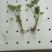 汉芹菜苗（杆绿色抗温抗寒）