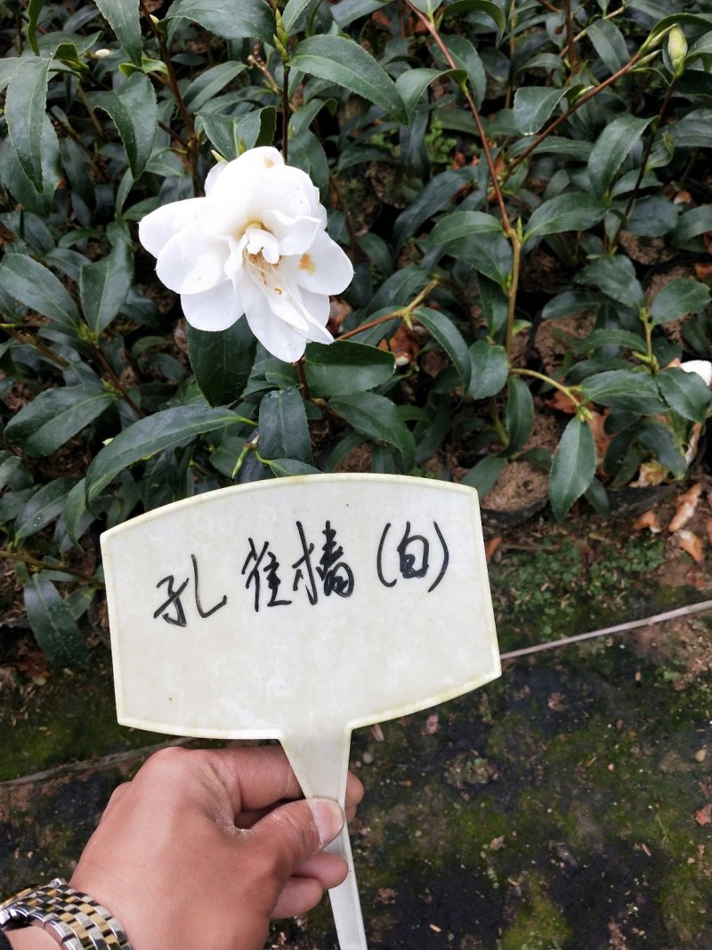 各种规格品种茶花有两百多个品种