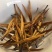 云南滇红茶新茶红茶凤庆大金针