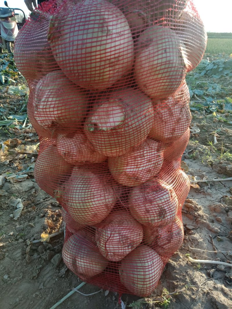 苤蓝芥菜头酱菜专用