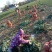 苤蓝芥菜头酱菜专用