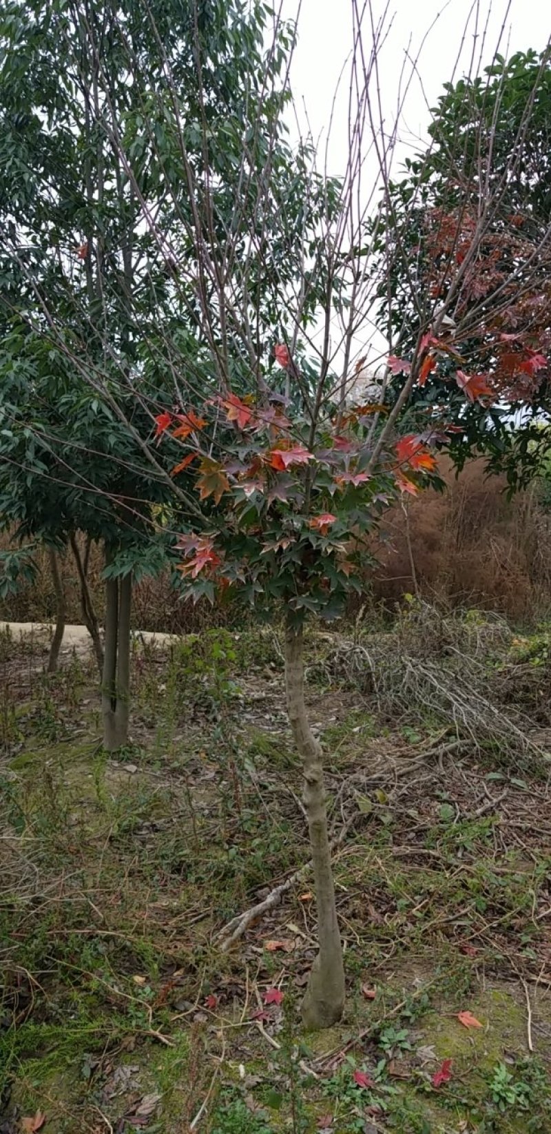 红枫（中国红枫.日本红枫）苗圃基地常年直销