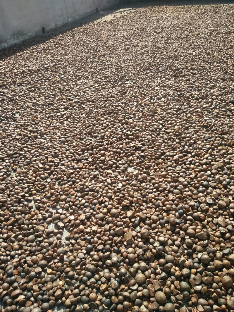 纯手工农作物野生山茶子米