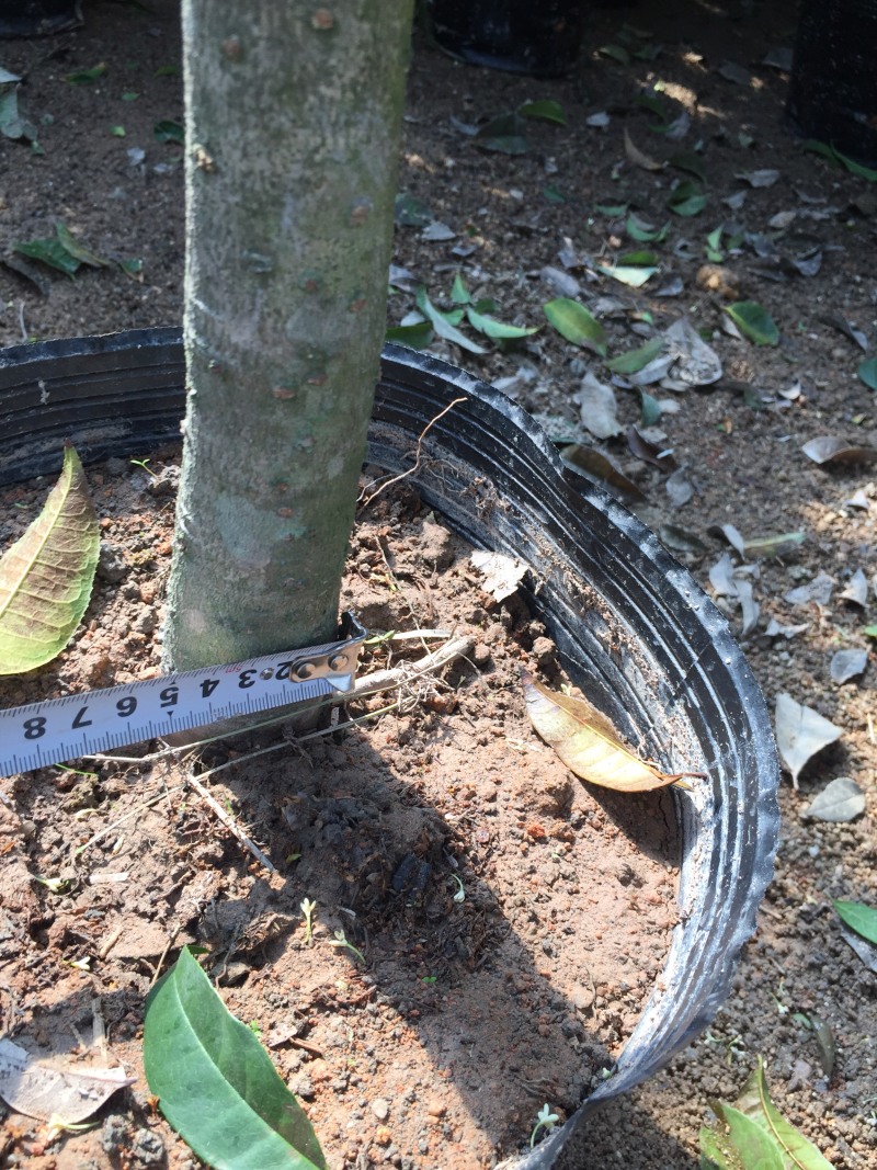 四季桂花盆栽桂花树苗四季开花盆景花卉苗木绿植基地直销