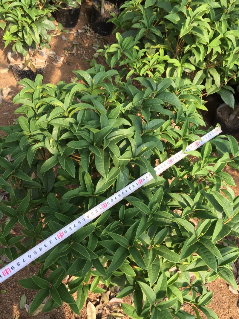 四季桂花230杯四季开花室内阳台盆景盆栽绿植花卉苗木