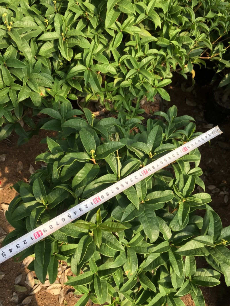 四季桂花230杯四季开花室内阳台盆景盆栽绿植花卉苗木