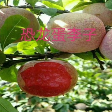 【李子苗】恐龙蛋李子苗美人醉风味玫瑰蜂糖李包品种