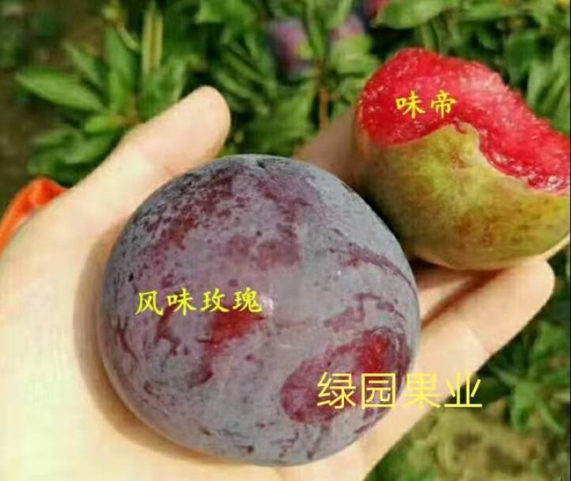 【李子苗】恐龙蛋李子苗美人醉风味玫瑰蜂糖李包品种