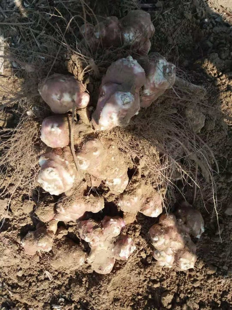 新鲜洋姜，有白洋姜，粉洋姜，红洋姜基地直供现挖现卖