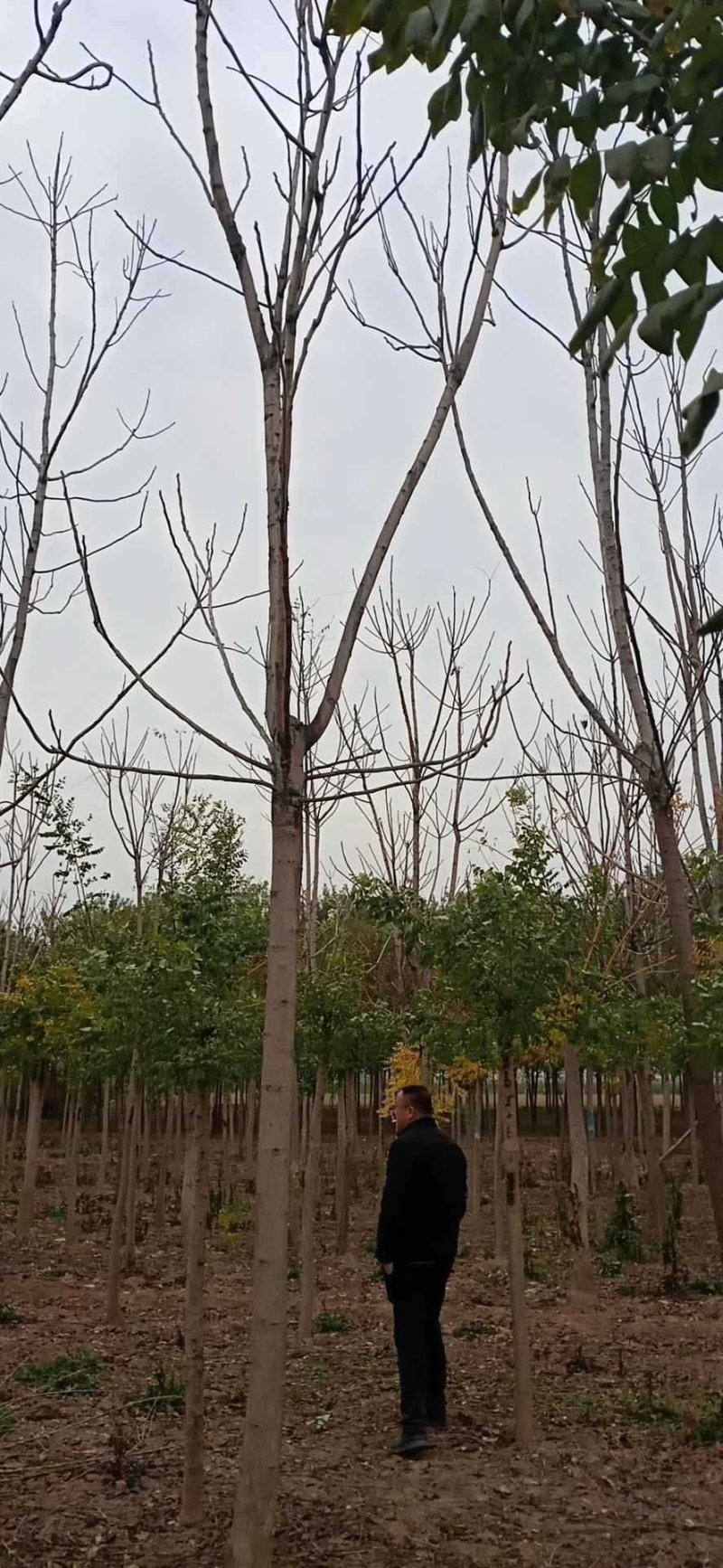 十二公分白皮椿树，千头椿
