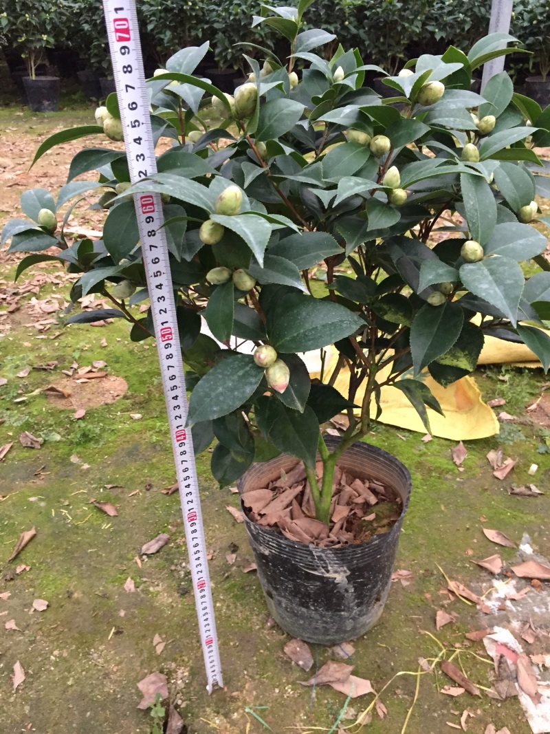 五色赤丹茶花230杯盆栽茶花一树多色名贵好养基地直销