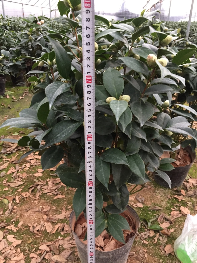 五色赤丹茶花230杯盆栽茶花一树多色名贵好养基地直销