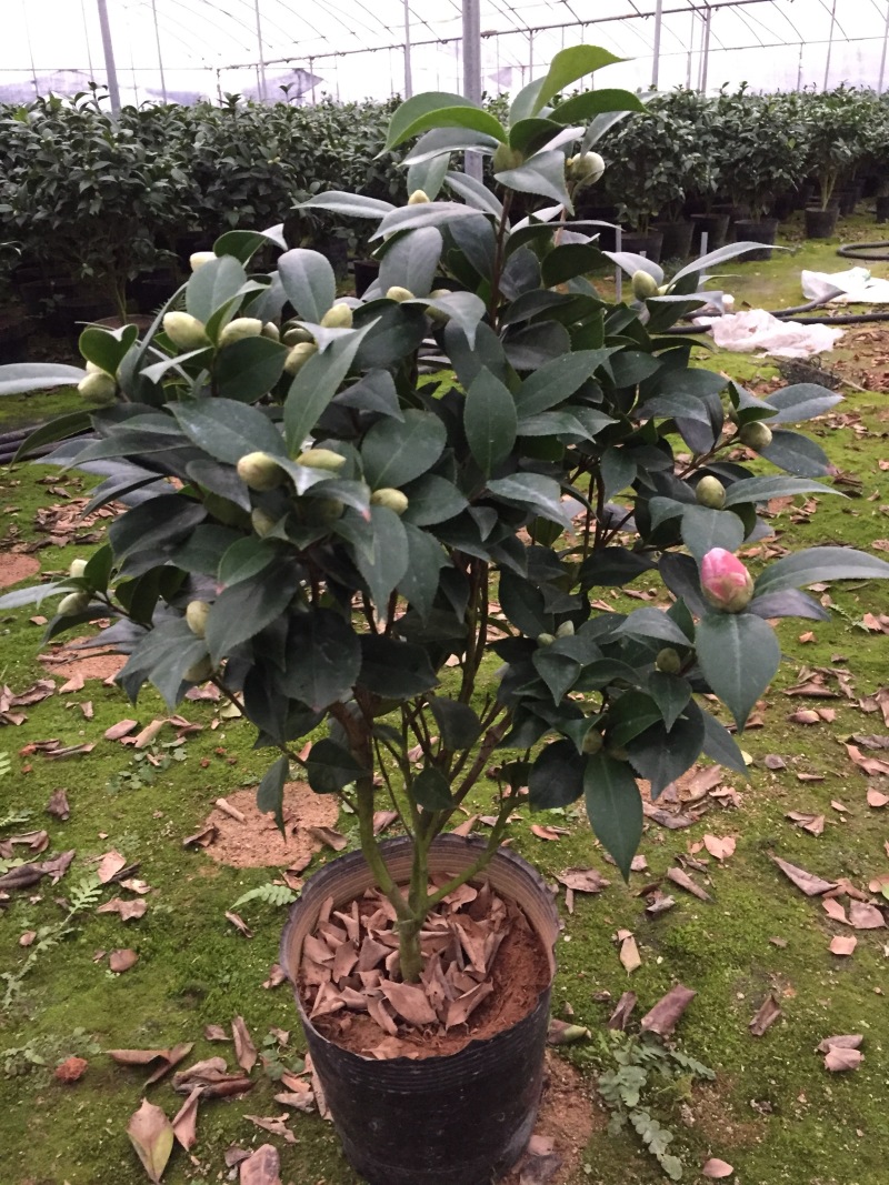 五色赤丹茶花230杯盆栽茶花一树多色名贵好养基地直销