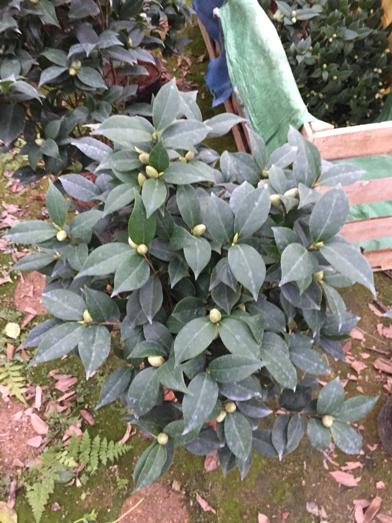 五色赤丹茶花230杯盆栽茶花一树多色名贵好养基地直销