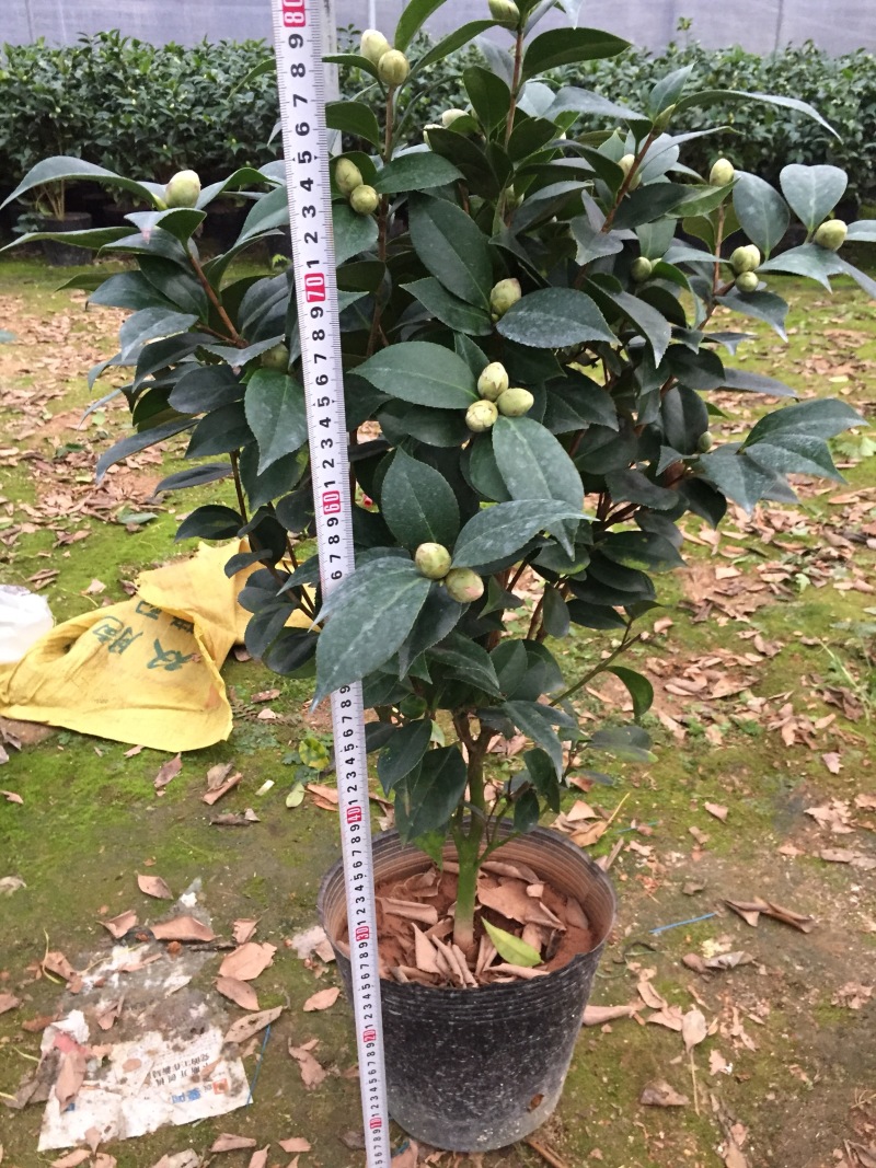 五色赤丹茶花230杯盆栽茶花一树多色名贵好养基地直销