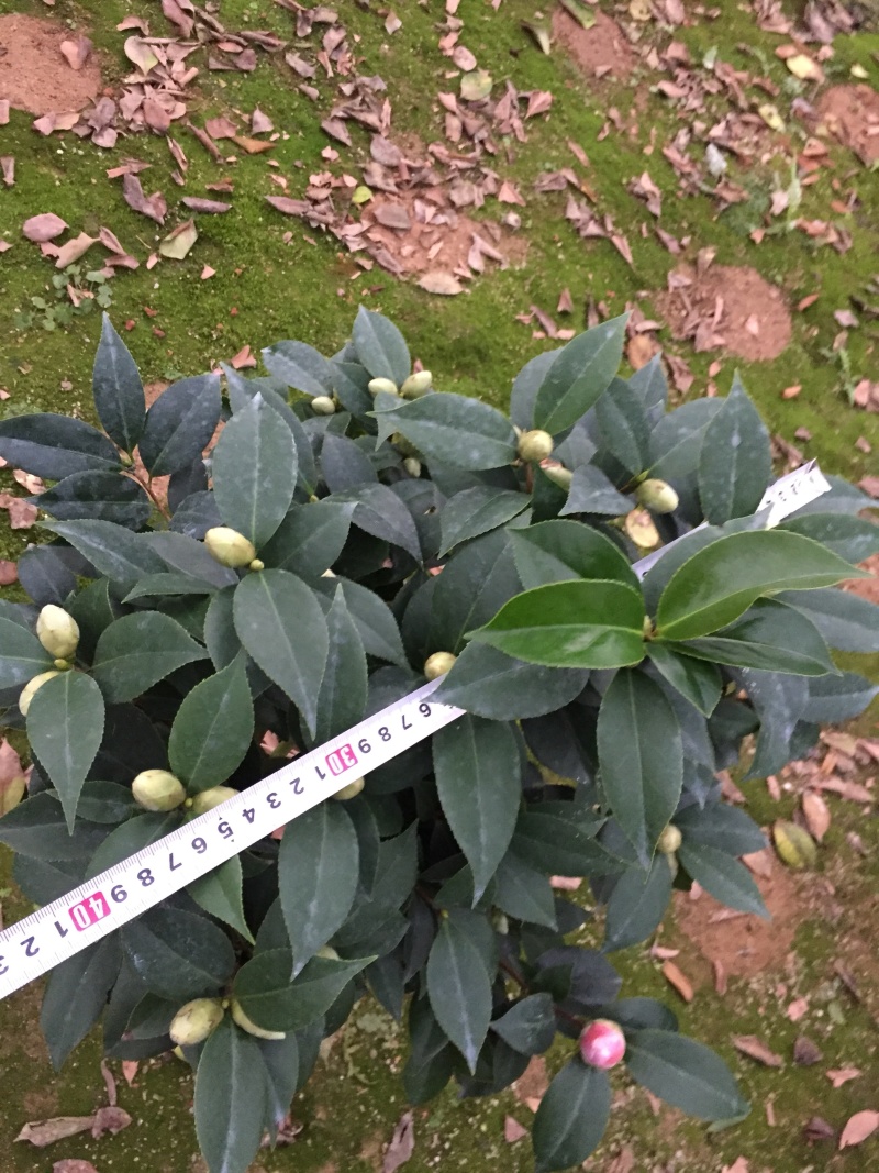五色赤丹茶花230杯盆栽茶花一树多色名贵好养基地直销