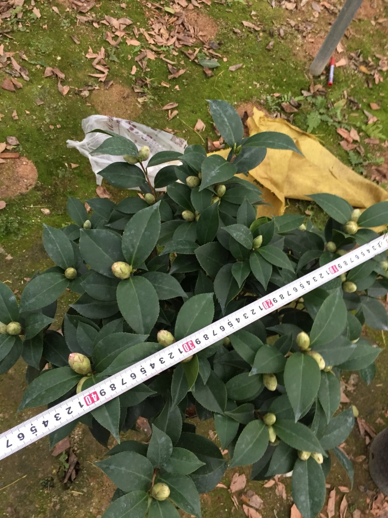 五色赤丹茶花230杯盆栽茶花一树多色名贵好养基地直销
