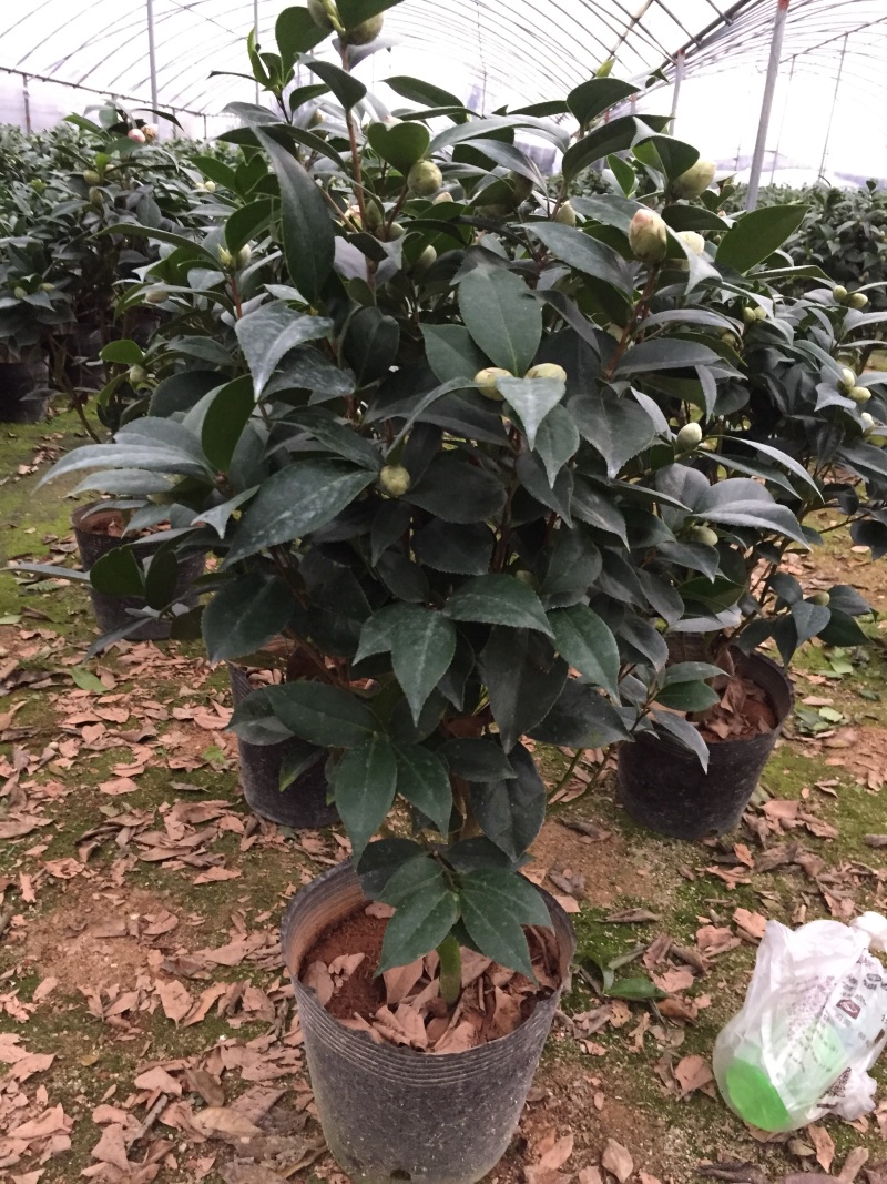 五色赤丹茶花230杯盆栽茶花一树多色名贵好养基地直销