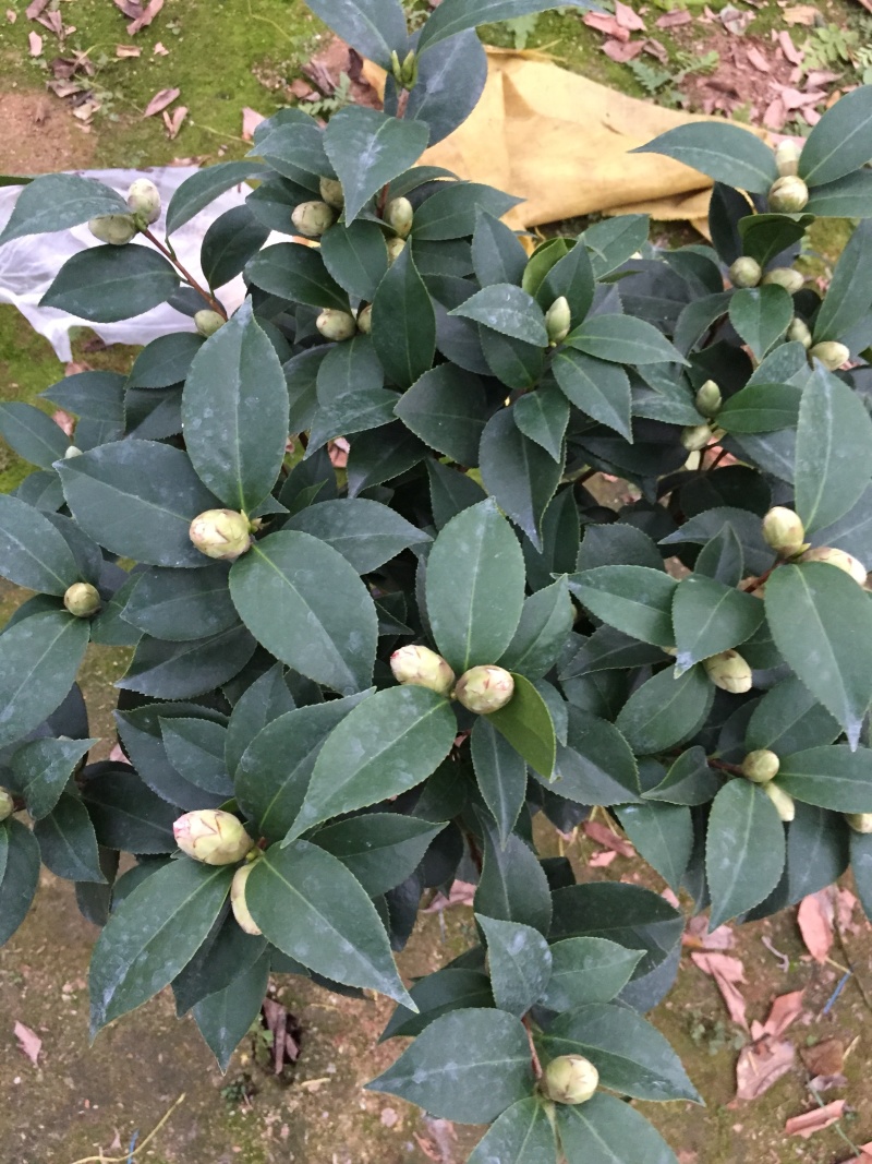 五色赤丹茶花230杯盆栽茶花一树多色名贵好养基地直销