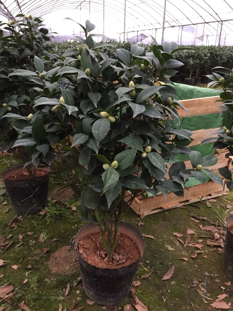 五色赤丹茶花230杯盆栽茶花一树多色名贵好养基地直销