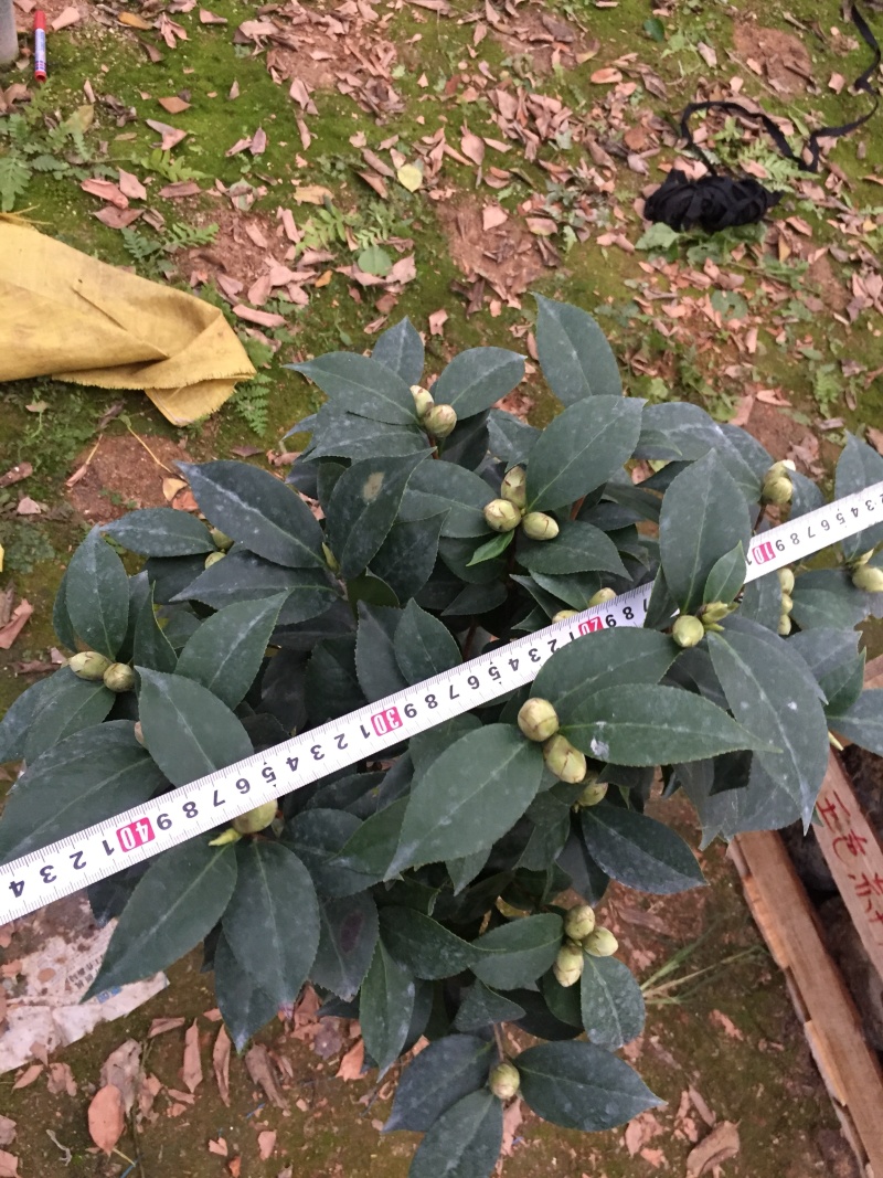 五色赤丹茶花230杯盆栽茶花一树多色名贵好养基地直销