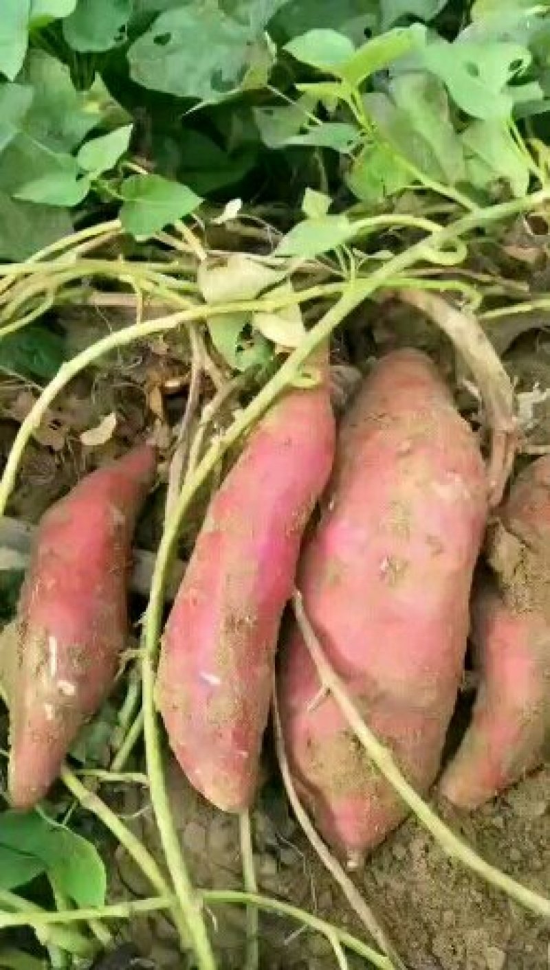 大量商薯19