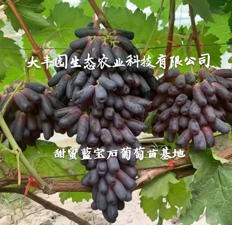 【正品】蓝宝石葡萄苗苗纯，让农户放心38年专业葡萄苗基地