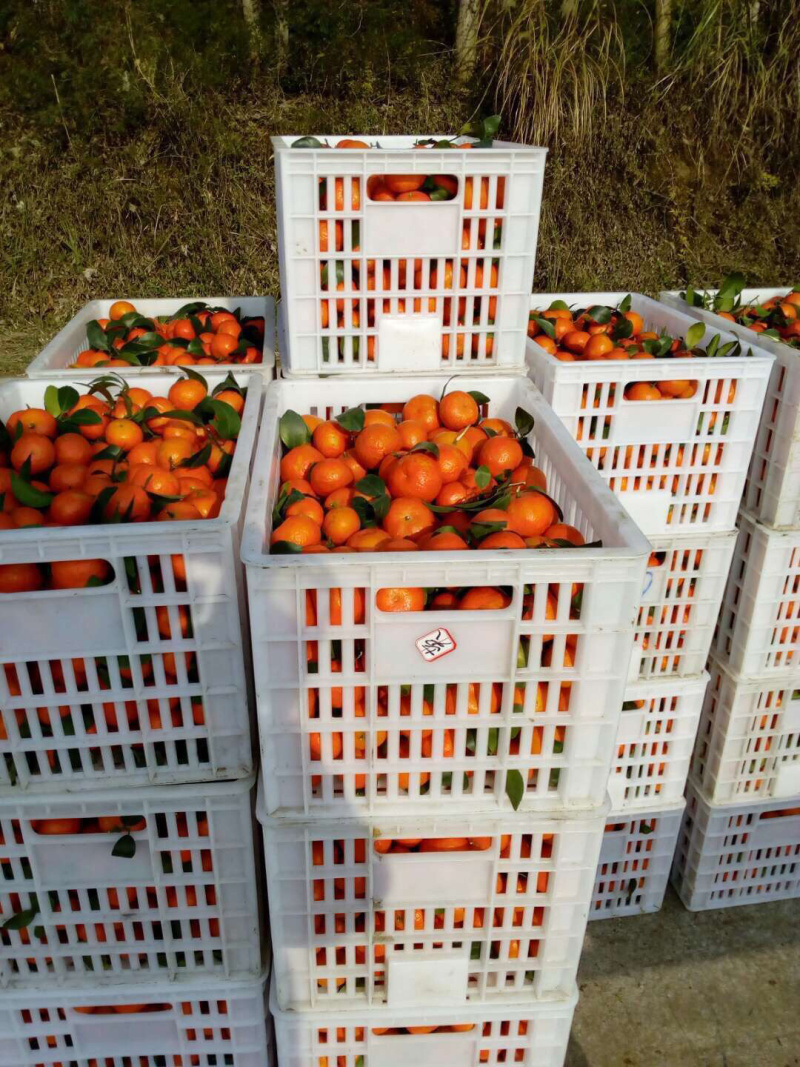 广西精品沙糖桔大量上市诚信经营，诚信经营，合作共赢未来