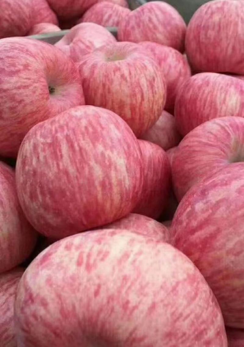 红富士苹果，条纹片红都有，产地一手货源，口感脆甜大量现货