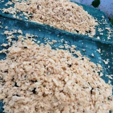 黑水虻
