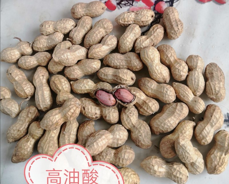 高油酸花生，中果型，口感好，油酸含量81%。